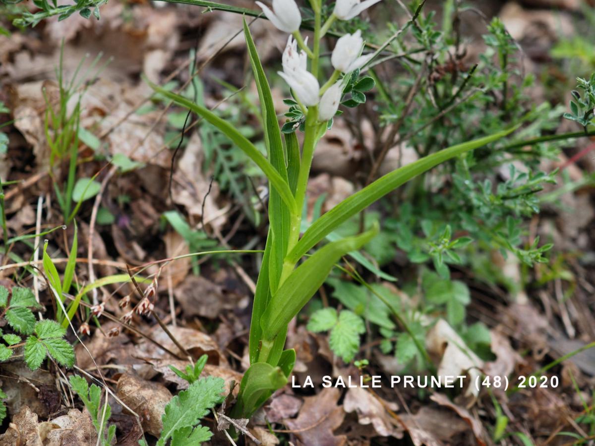 Helleborine, Narrow-leaved leaf